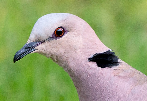 Red-eyed Dove head
